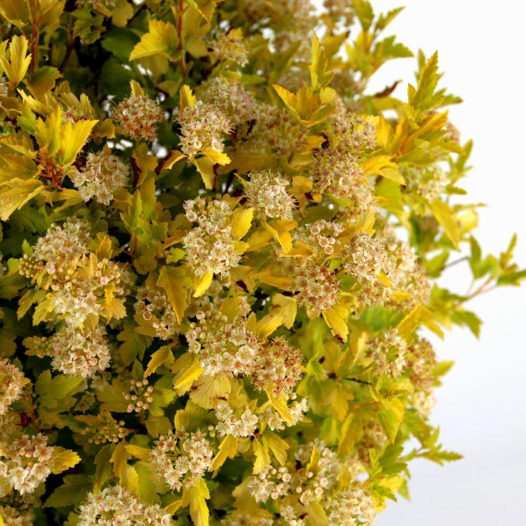 Physocarpus opulifolius 'Cougar Cub'  NEW