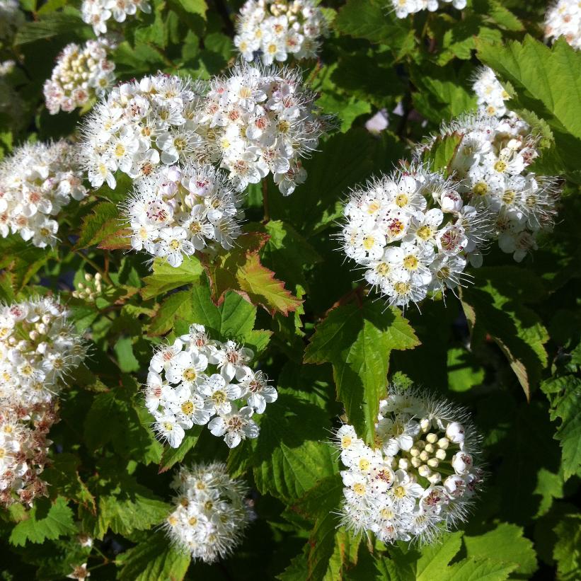 Physocarpus opulifolius NEW