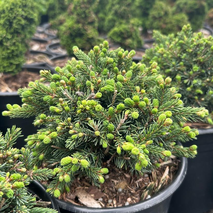 Picea glauca 'Echiniformis'  NEW