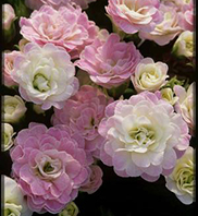 Primula vulgaris Belarina Pink Ice