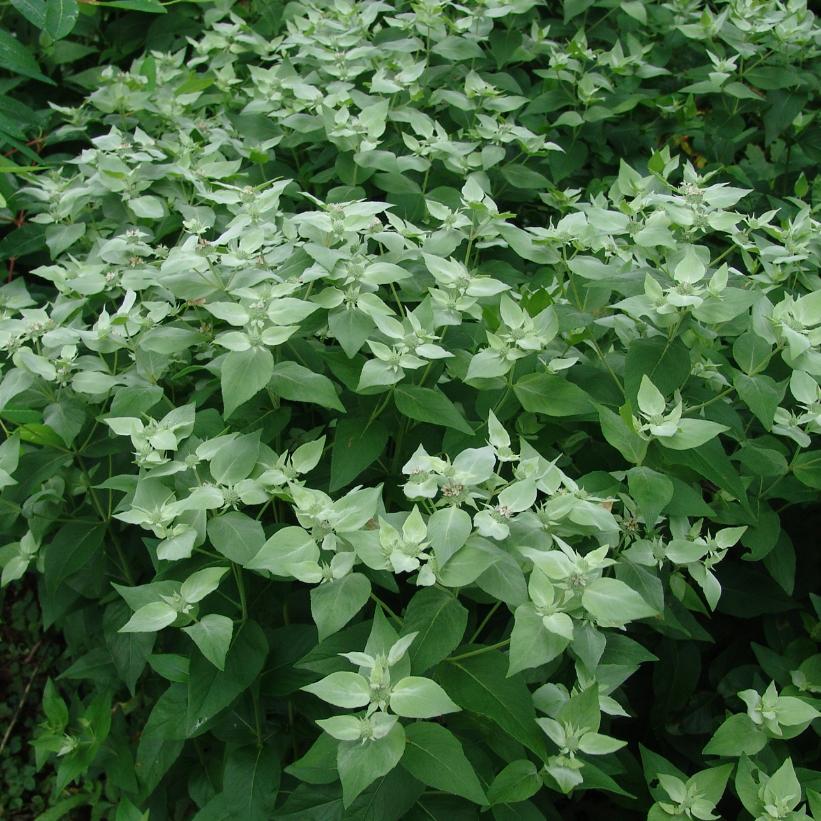 Pycnanthemum muticum  NEW