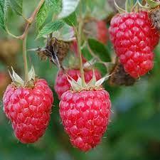 Raspberry - Red Mammoth  NEW