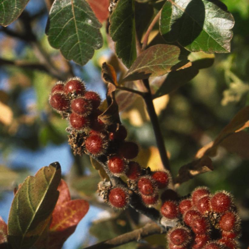 Rhus aromatica NEW