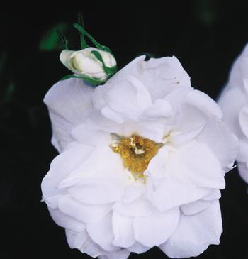 Rosa Explorer Blanc Double de Coubert  