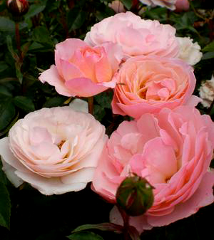 Rosa Easy Elegance Calypso