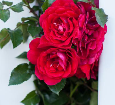 Rosa Easy Elegance Paint the Town 