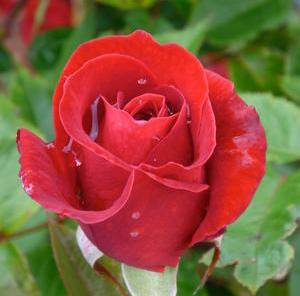 Rosa Easy Elegance Kashmir