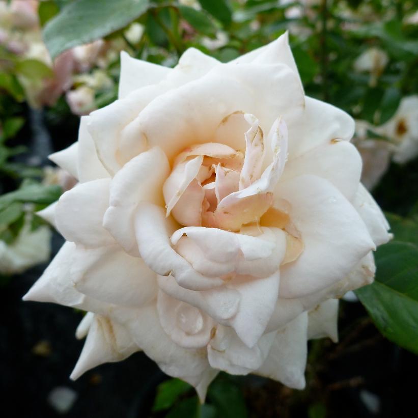 Rosa Climber Swan Lake  NEW