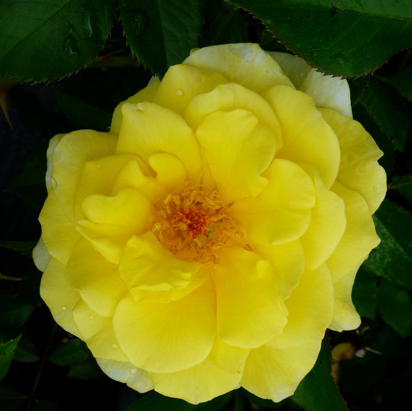 Rosa Easy Elegance Yellow Submarine  NEW