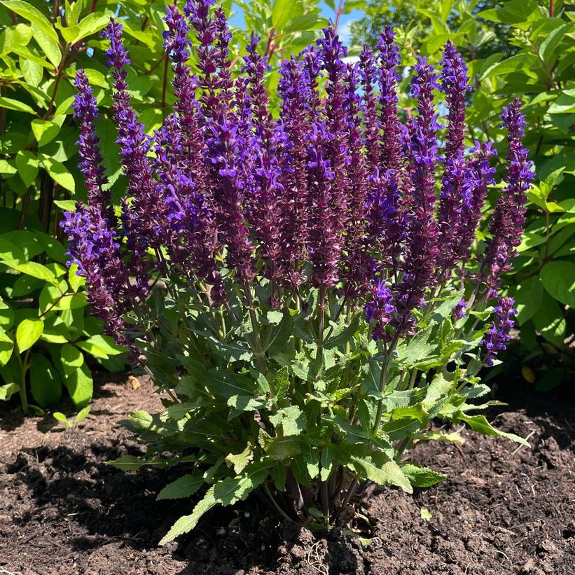 Salvia nemorosa 'Perpetual Purple'  NEW