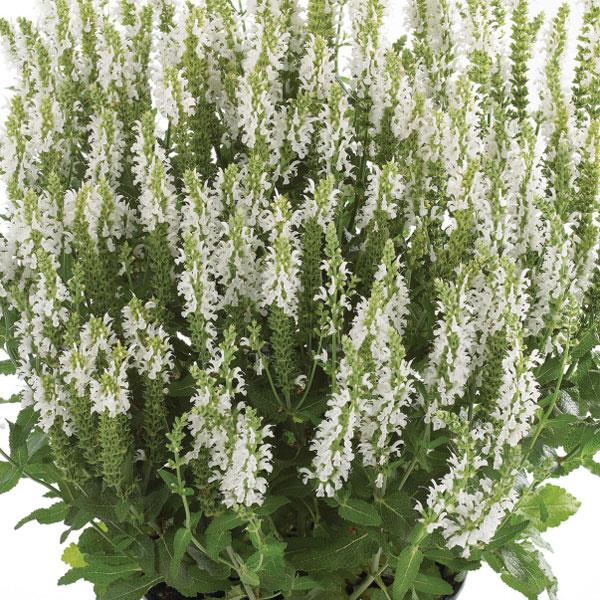 Salvia nemorosa 'Sensation White' 
