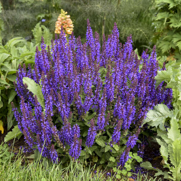 Salvia nemorosa 'Violet Profusion'   NEW