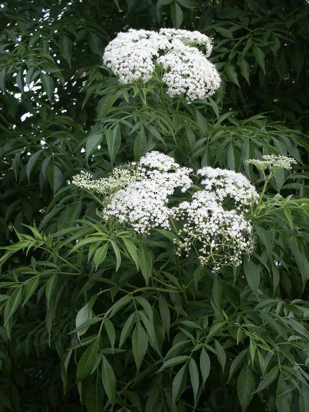 Sambucus canadensis  NEW