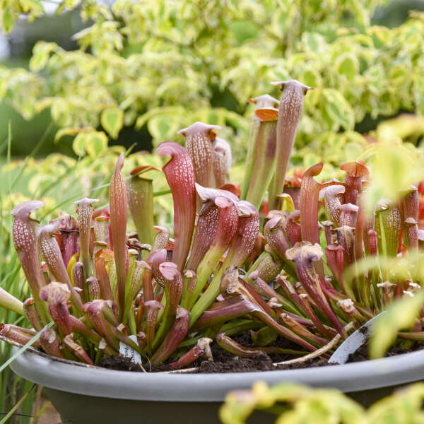 Sarracenia x 'Bug Bat'  NEW