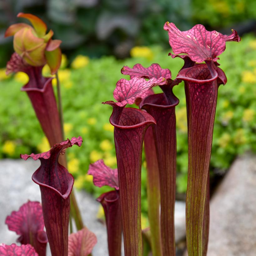 Sarracenia x moorei 'Conversation Piece'  NEW