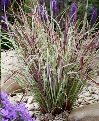 Schizachyrium scoparium 'Chameleon'  NEW
