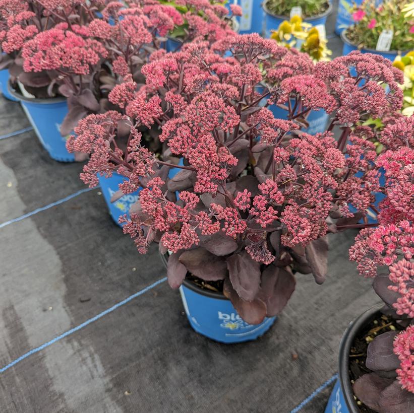 Sedum X 'Puff Pastry Raspberry'  NEW