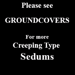 Groundcover Sedum