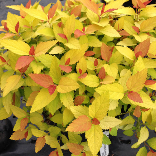 Spirea japonica 'Double Play Candy Corn' 