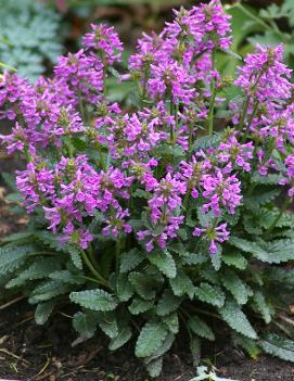 Stachys X 'Punky Purple'  NEW
