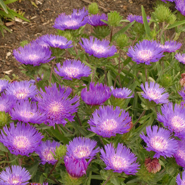 Stokesia laevis 'Honeysong Purple'  