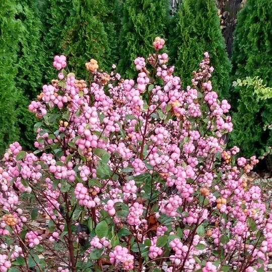 Symphoricarpos doorenbossi 'Pink Posy'  NEW