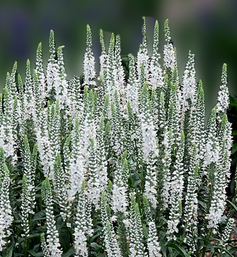 Veronica spicata 'Snow Candles'  NEW