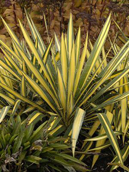 Yucca filamentosa 'Colour Guard' 