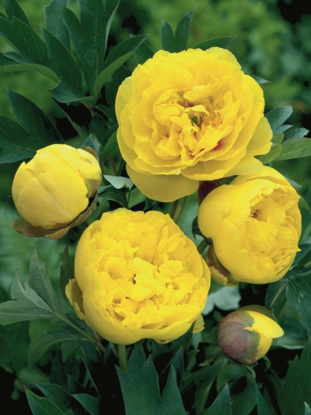 Paeonia ITOH 'Yellow Crown'   3 gallon   