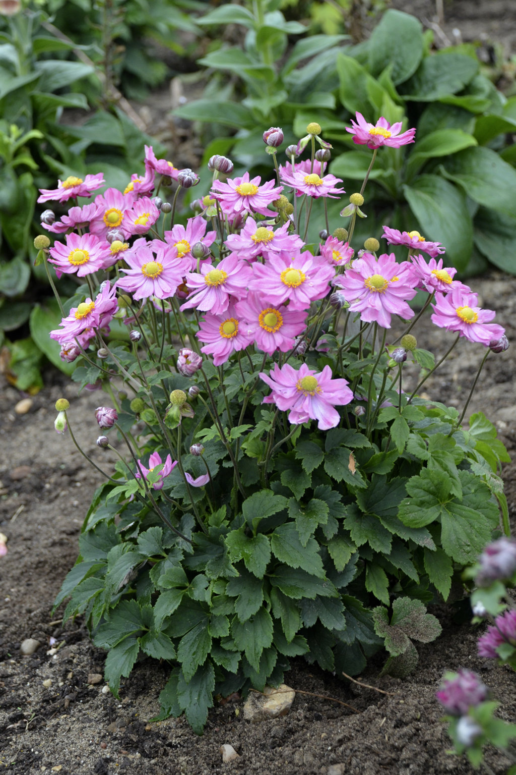 Anemone 'Curtain Call Pink' 