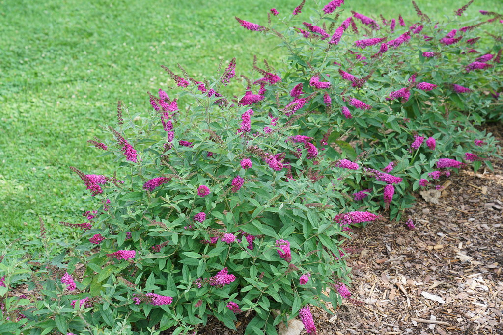 Buddleia 'Ruby Chip'  (Lo & Behold)