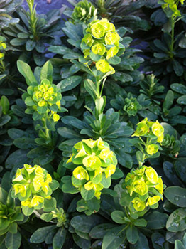 Euphorbia amygdaloides var. 'Robbiae'