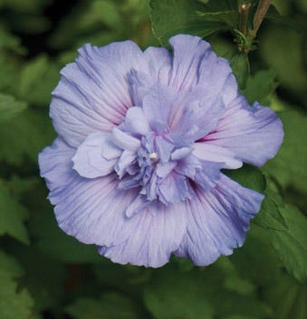 Hibiscus syriacus 'Blue Chiffon'