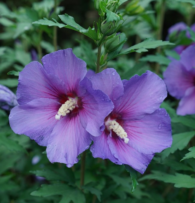 Hibiscus syriacus 'Paraplu Violet'  NEW