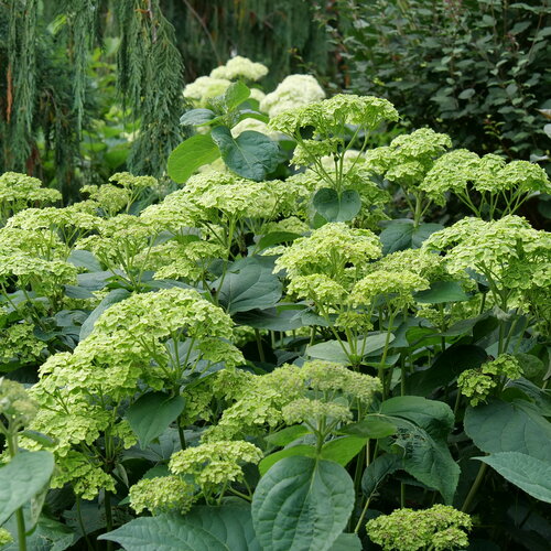 Hydrangea arborescens 'Invincibelle Sublime'  NEW